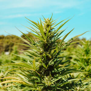Hemp Farm Cannabis Bloom