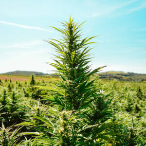 Hemp Farm Cannabis Bloom